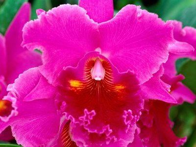 Orchidea_Rosa