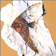 fossili_bolca
