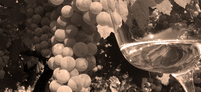 Strada_Vino_Soave_Garganega_e_Soave